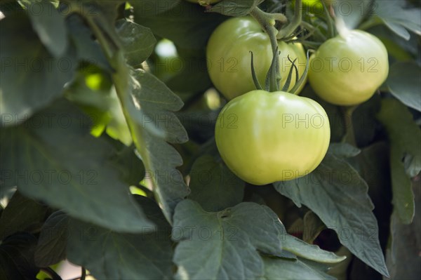 Close up of green tomatoes on vine