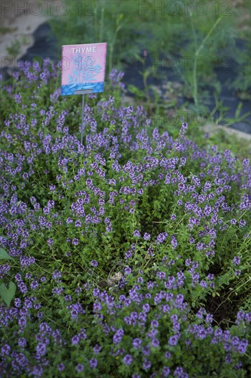 Close up of thyme growing outdoors