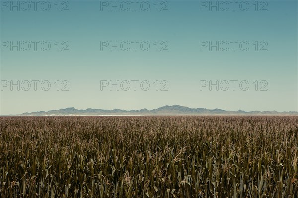 Field of corn in rural landscape