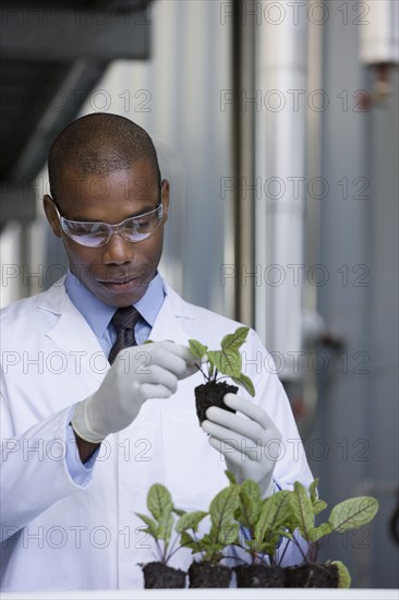 African scientist examining seedlings in factory