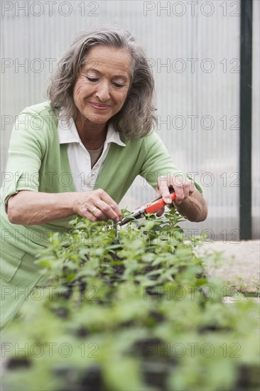 Woman pruning plants in greenhouse