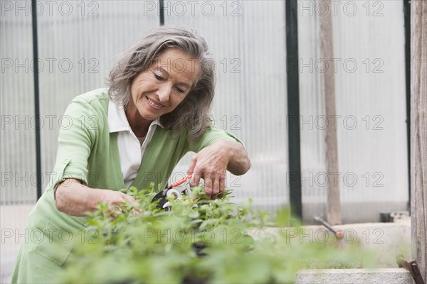 Woman pruning plants in greenhouse