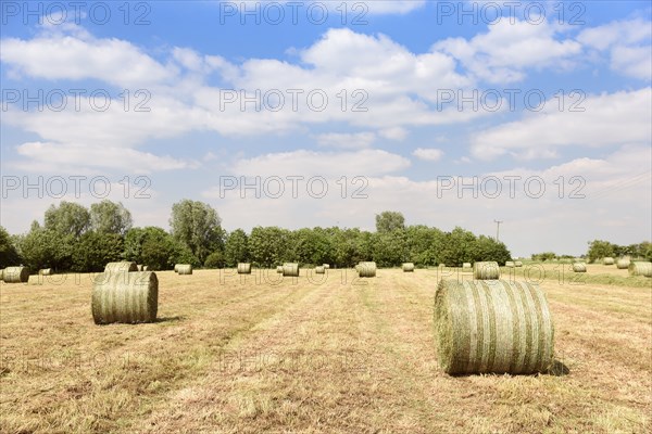 Bales of hay in field