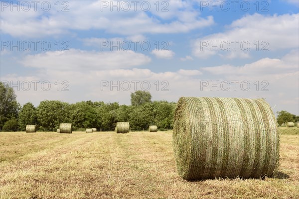 Bales of hay in field