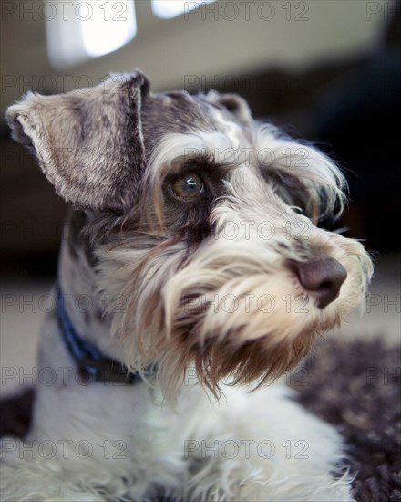 Close up of miniature schnauzer