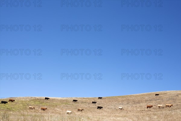 Cows grazing on hillside