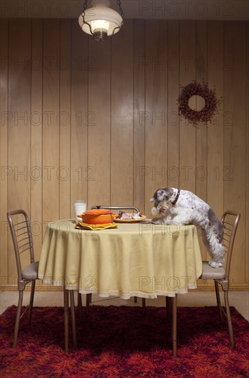 Miniature schnauzer standing on chair at table