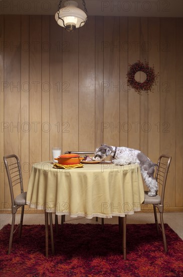 Miniature schnauzer eating food from table