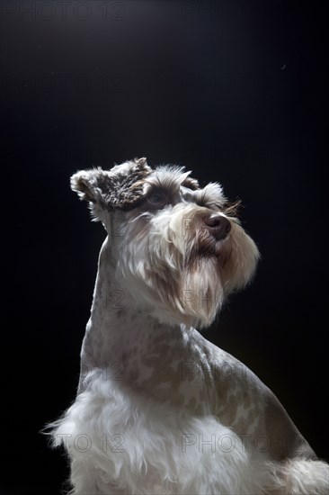 Miniature schnauzer posing