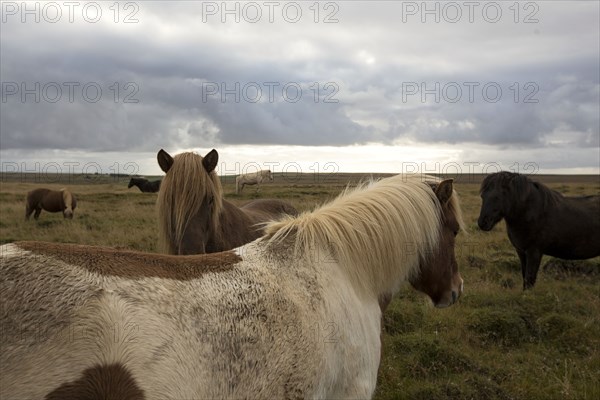Herd of horses in rural field