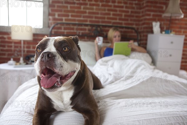 Dog laying on bed