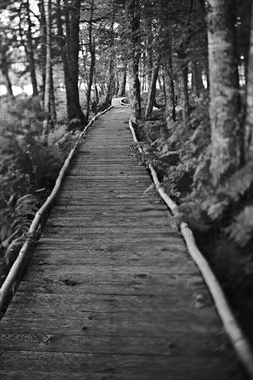 Wooden path through woods