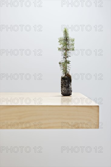 Small tree on table top