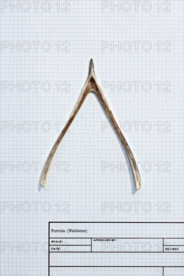 Wishbone on graph paper