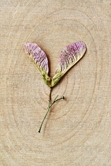 Close up of dried flower on wood rings of maple tree