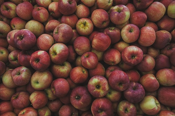 Pile of fresh apples