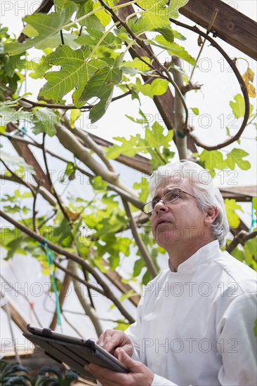 Hispanic scientist examining plants in greenhouse
