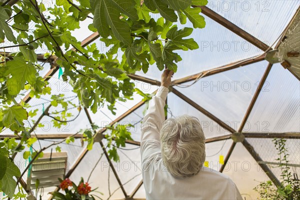 Hispanic scientist examining plants in greenhouse