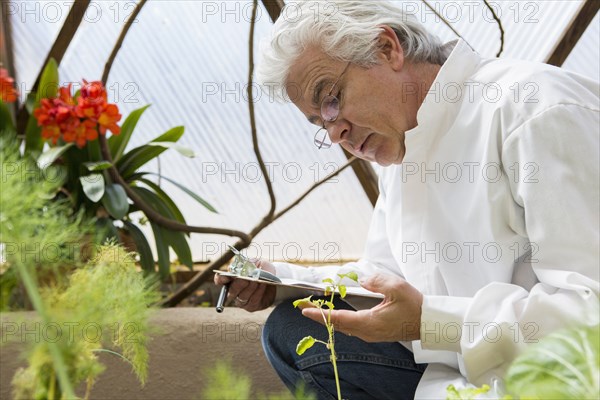 Hispanic scientist examining plants in greenhouse