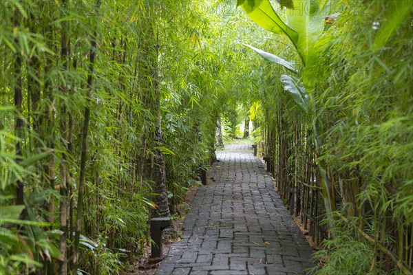 Stone pathway in tropical rainforest