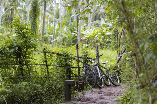 Bicycles parked on path in lush park