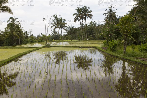 Palm trees reflected in rice field
