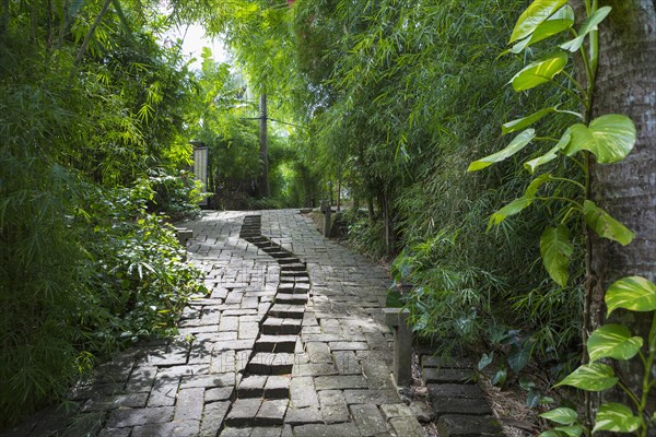 Stone steps in tropical garden