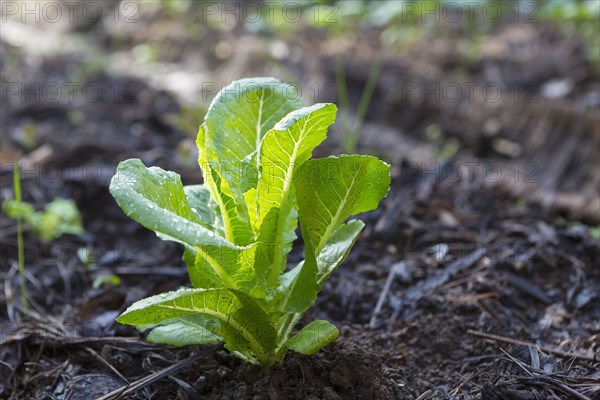 Close up of vegetable plant growing in dirt