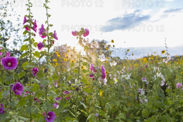 Wildflowers growing in field