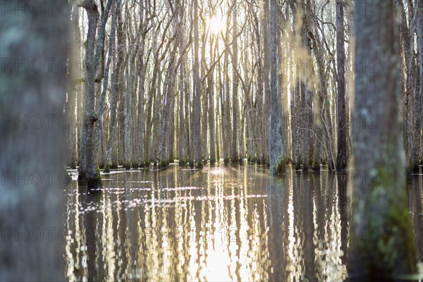 Bare trees in swamp reflecting in still water