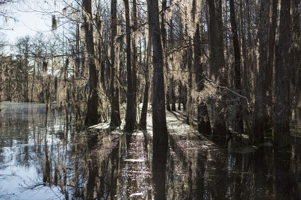 Sunshine through tall trees in river