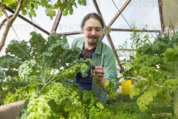 Caucasian gardener working in greenhouse