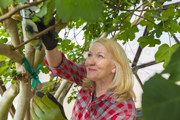 Caucasian woman gardening in greenhouse