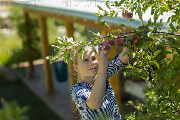 Caucasian girl picking apples from tree branch