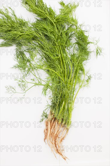 Fresh picked dill with roots
