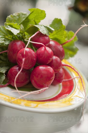 Bunch of radishes