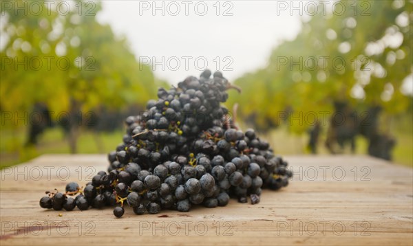 Grapes on table outdoors