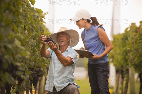 Farmers working in vineyard