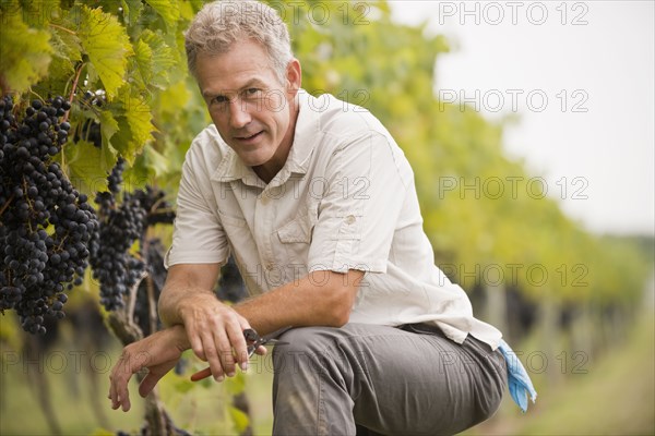 Caucasian man picking grapes in vineyard