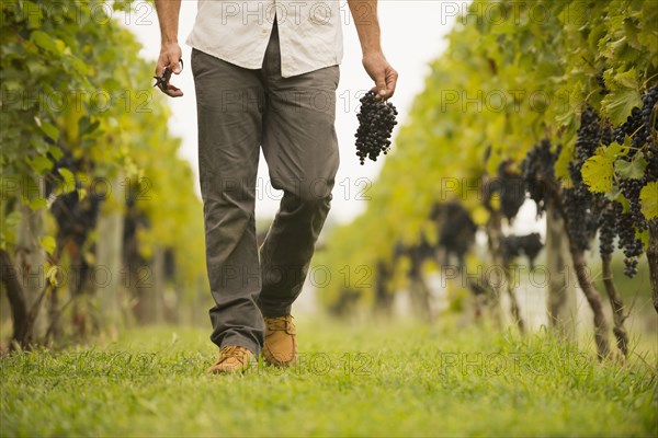 Caucasian farmer carrying grapes in vineyard