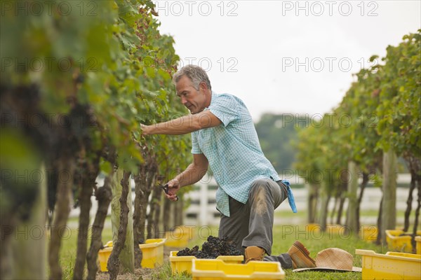 Caucasian farmer picking grapes in vineyard