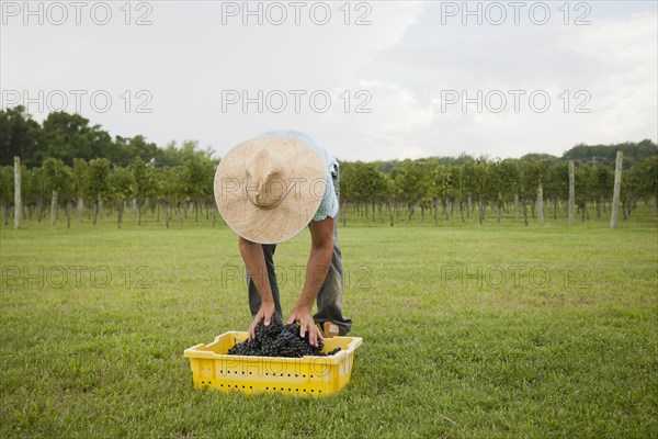 Caucasian farmer with crate of grapes in vineyard