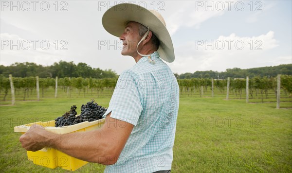 Caucasian farmer with crate of grapes in vineyard