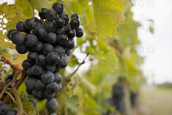 Close up of grapes on vine
