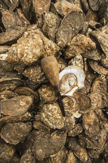 Close up of mussel shells and awl