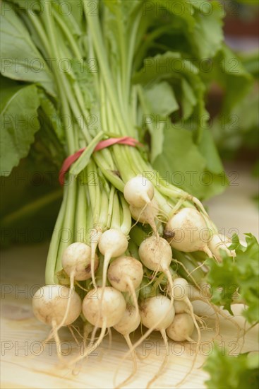 Close up of fresh vegetables