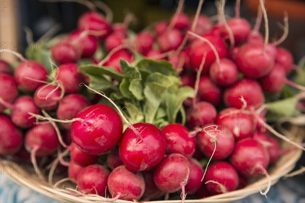 Close up of bunches of radishes