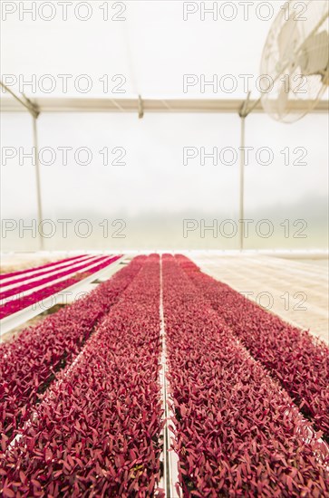 Rows of red plants in greenhouse