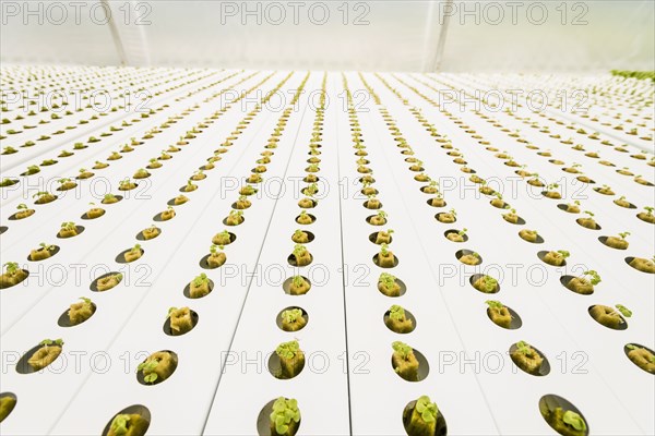 Rows of green seedlings in greenhouse