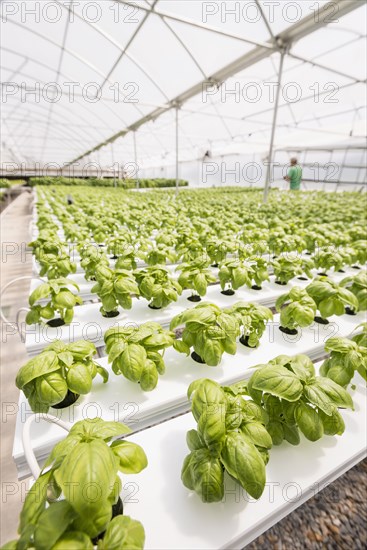 Rows of green basil in greenhouse